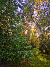 Trees in forest during autumn