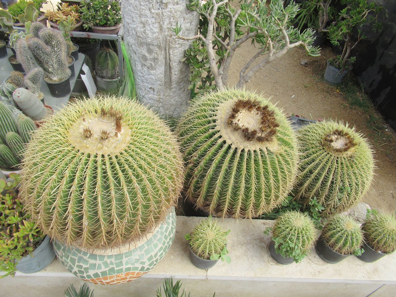 HIGH ANGLE VIEW OF CACTUS PLANT ON FIELD