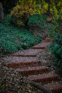 High angle view of footpath amidst trees in forest