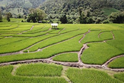 Scenic view of agricultural field