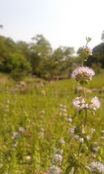 Close-up of flowers growing on field against sky