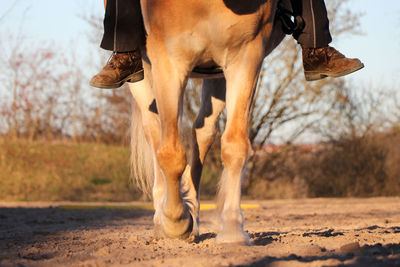 Low section of horse on field