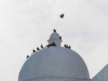 Low angle view of birds flying against sky