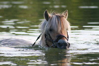 Close-up of horse standing in water