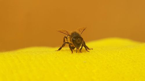 Close-up of fly