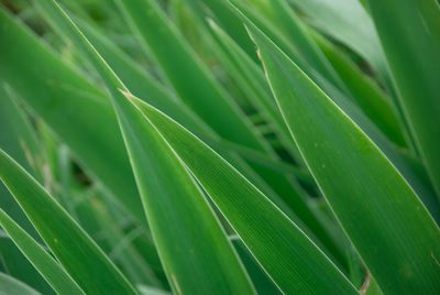 Detail shot of leaf