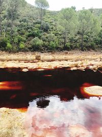 Surface level of water flowing over river in forest