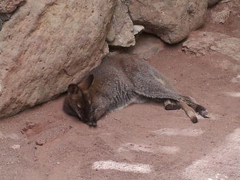 Cat lying on the ground