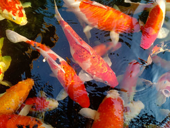 Fish swimming in pond