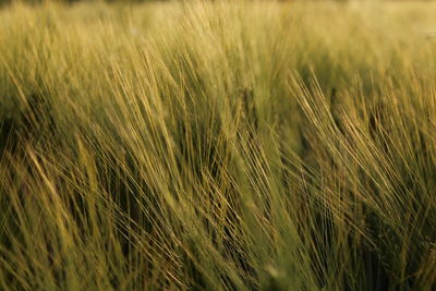 Close-up of wheat field