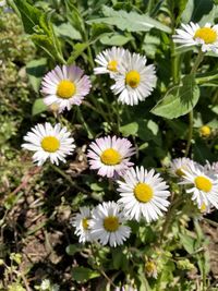 Close-up of white daisy flowers