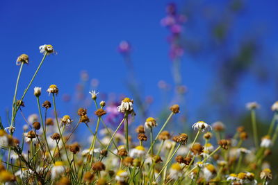 Close-up of purple flowering plants on field against blue sky