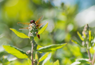 Close-up of insect