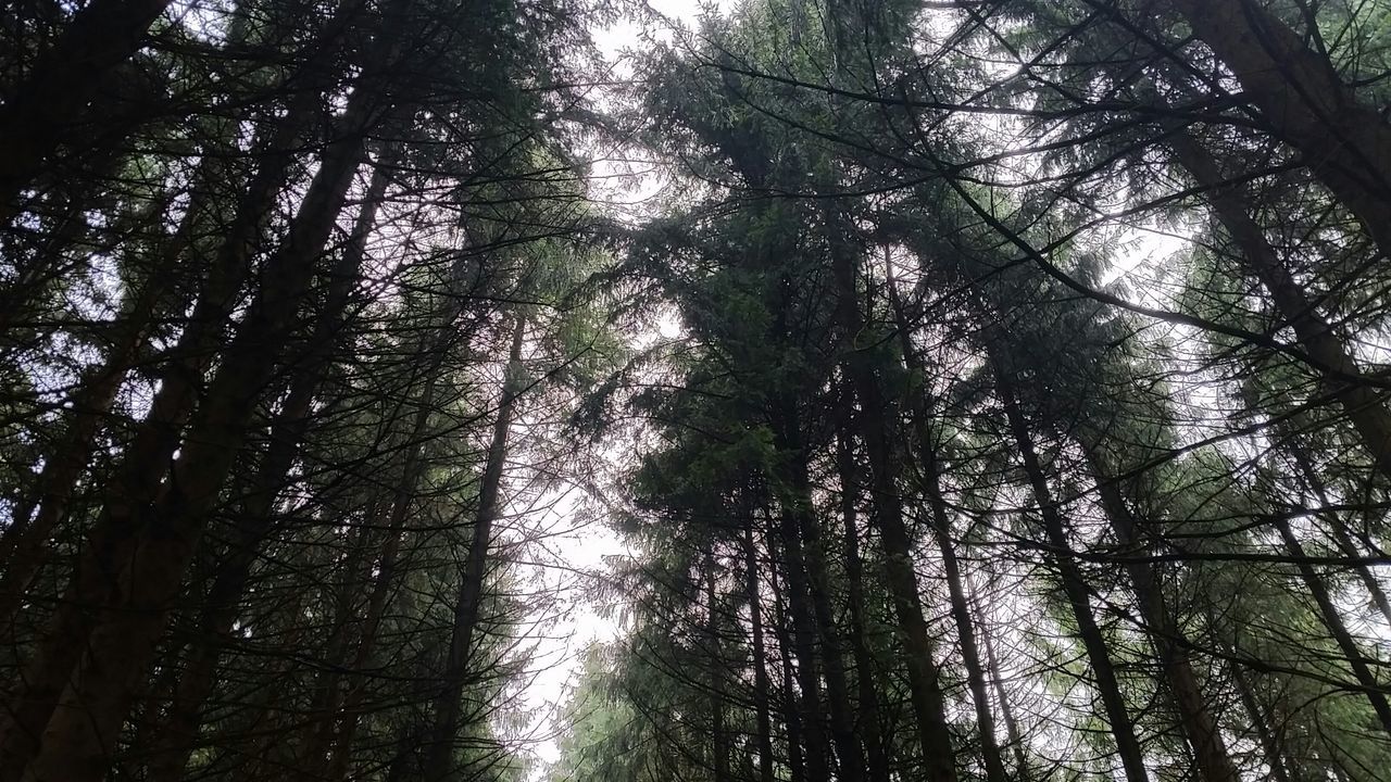 tree, low angle view, tree trunk, forest, growth, tranquility, woodland, nature, tall - high, branch, beauty in nature, tranquil scene, scenics, day, outdoors, no people, green color, tall, backgrounds, sky