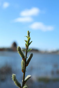 Close-up of flowering plant against sky