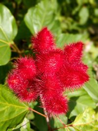 Close-up of red flowers