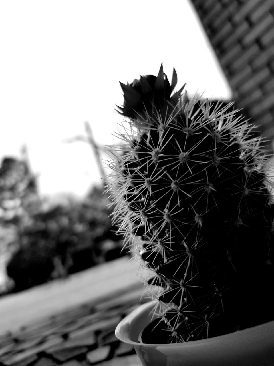 cactus, thorn, growth, focus on foreground, spiked, close-up, outdoors, plant, danger, nature, day, risk, no people, beauty in nature, sky