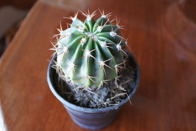 High angle view of potted plant