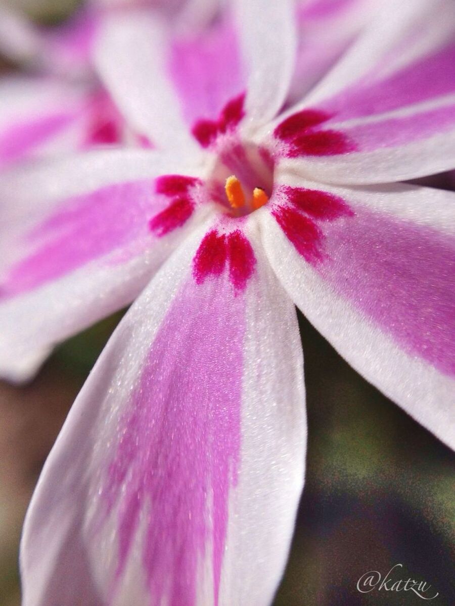 flower, petal, freshness, flower head, fragility, close-up, beauty in nature, stamen, pollen, pink color, growth, single flower, purple, nature, macro, selective focus, blooming, in bloom, extreme close-up, blossom