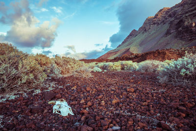 Skull on rocks in desert against sky