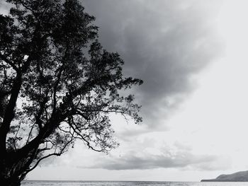 Low angle view of tree against sky