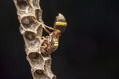 Close-up of insect against black background