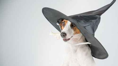 Dog looking away against white background