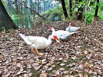 Ducks on field during autumn