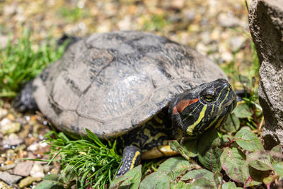 Close-up of turtle on field