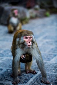 Portrait of monkey on footpath