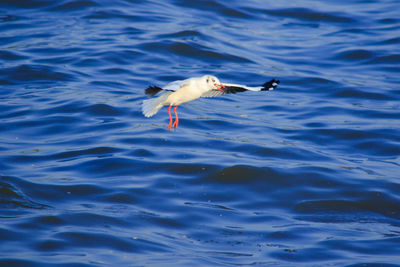 Seagull flying over lake