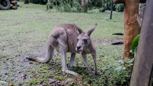 animal