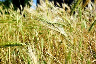 Close-up of wheat growing on field