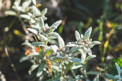 Close-up of purple flowering plant