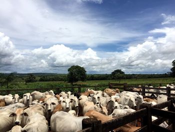 Herd of cows on field against sky