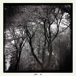 Bare trees in forest