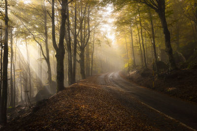 Sunlight streaming through trees in forest