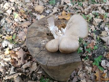 High angle view of mushrooms growing on field