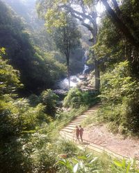 People walking on road amidst trees in forest
