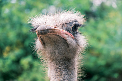 Close-up of ostrich