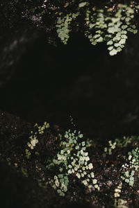 High angle view of plants and trees at night