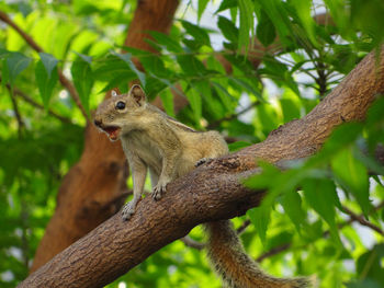 Squirrel on tree