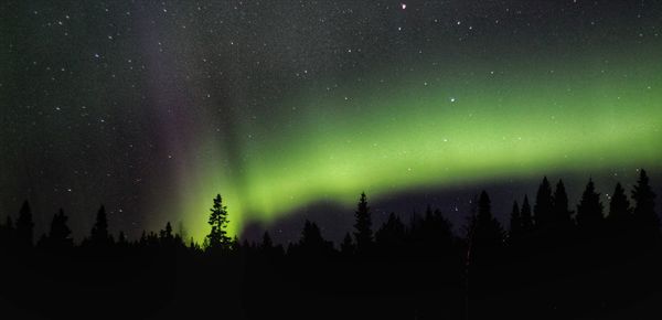 Low angle view of silhouette trees against sky at night