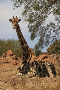 Giraffe having rest under a tree in african savannah 