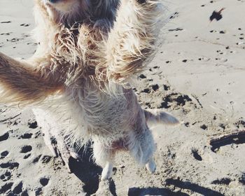 Dog on beach