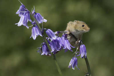 Close-up of purple flowers blooming outdoors