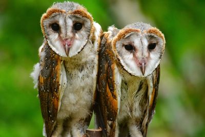 Close-up of owls
