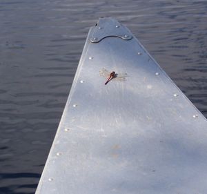 High angle view of crab in sea