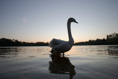 Swan in a lake