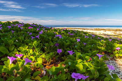 Purple flowering plants on field against sky